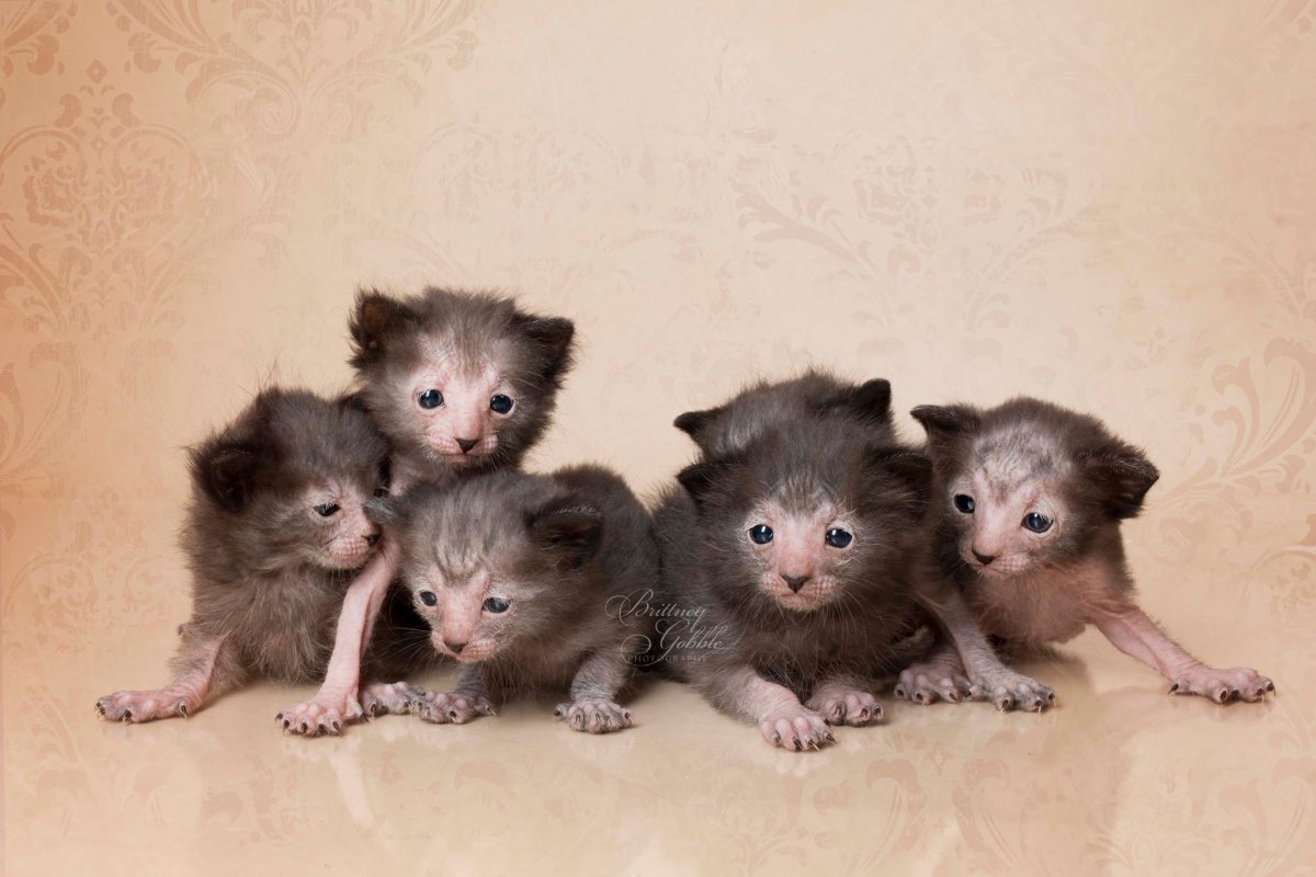 Ликой кошка