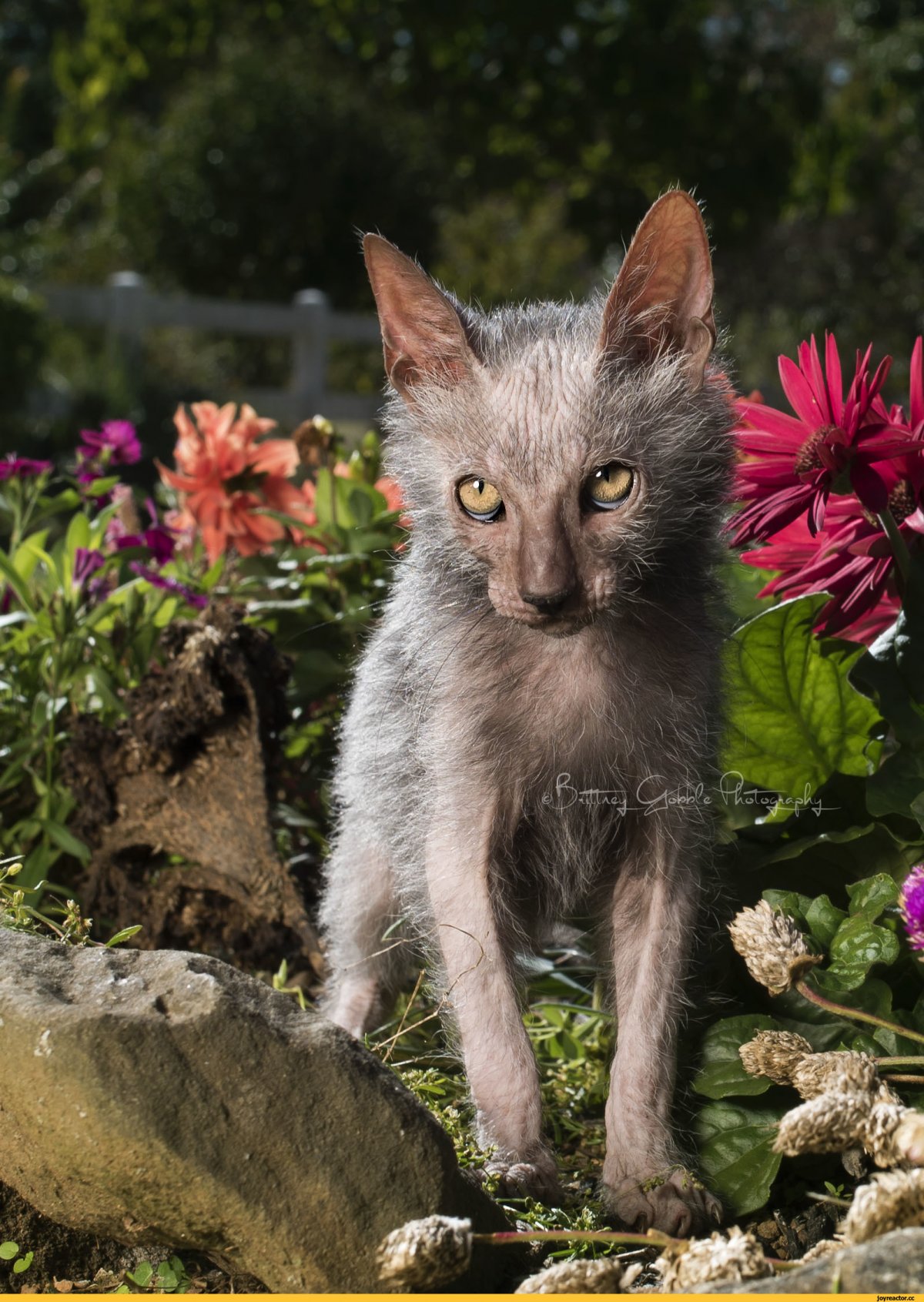 Ликой (Lykoi)