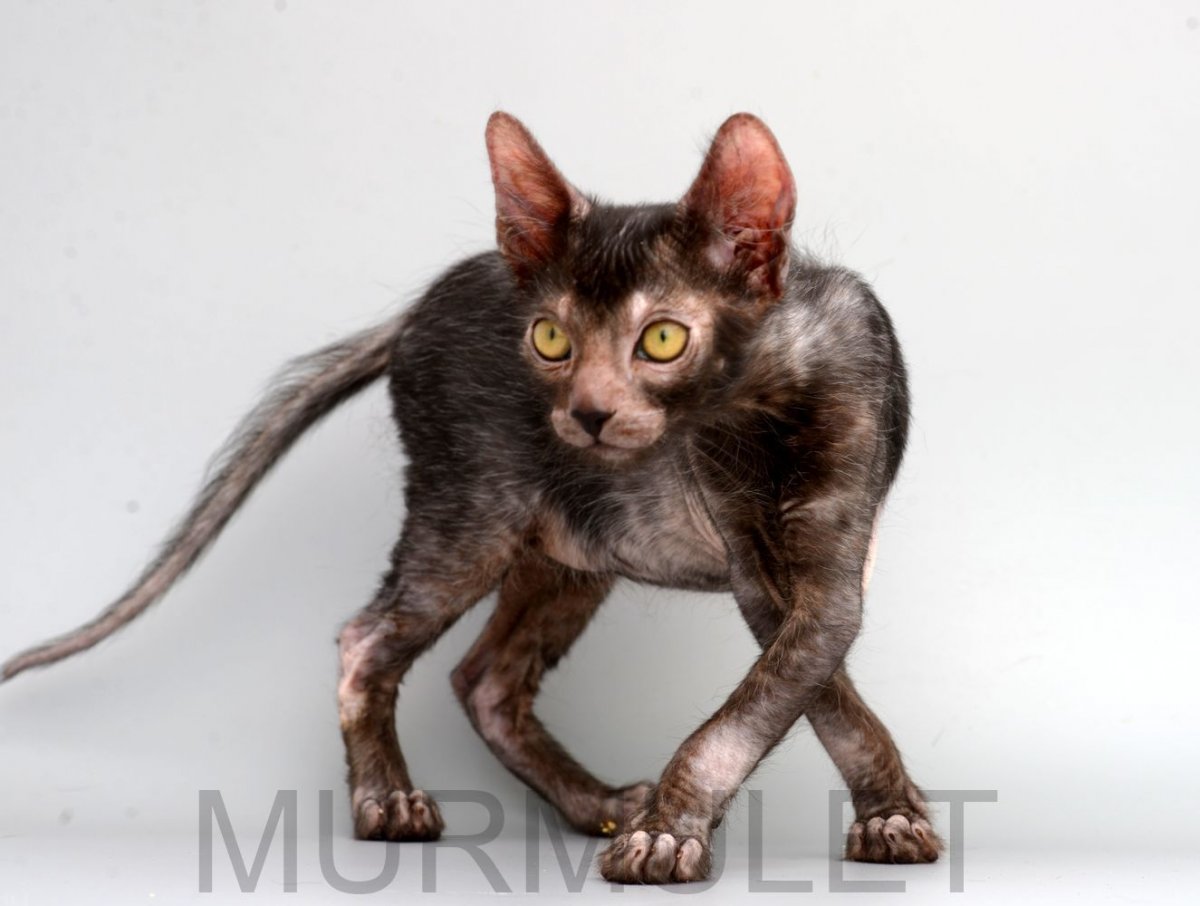 Ликои кот оборотень