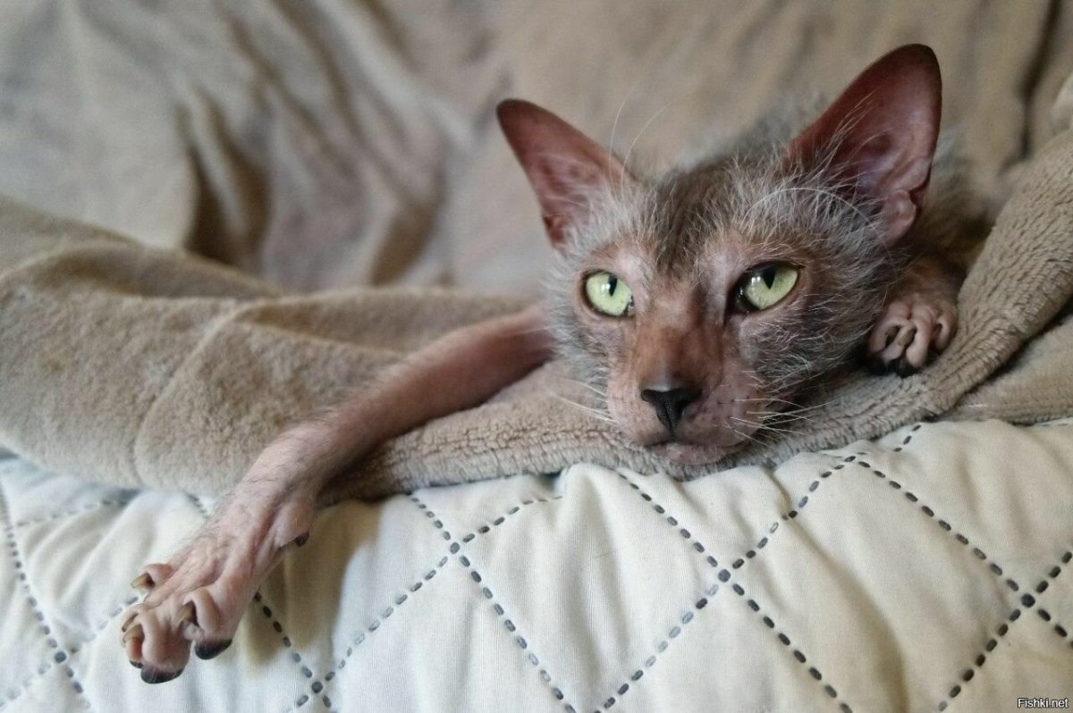 Ликой (Lykoi) кошка оборотень