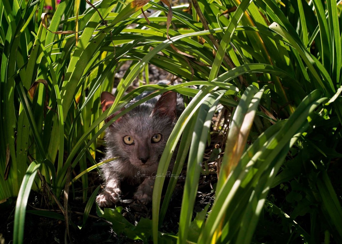 Керл + Ликой