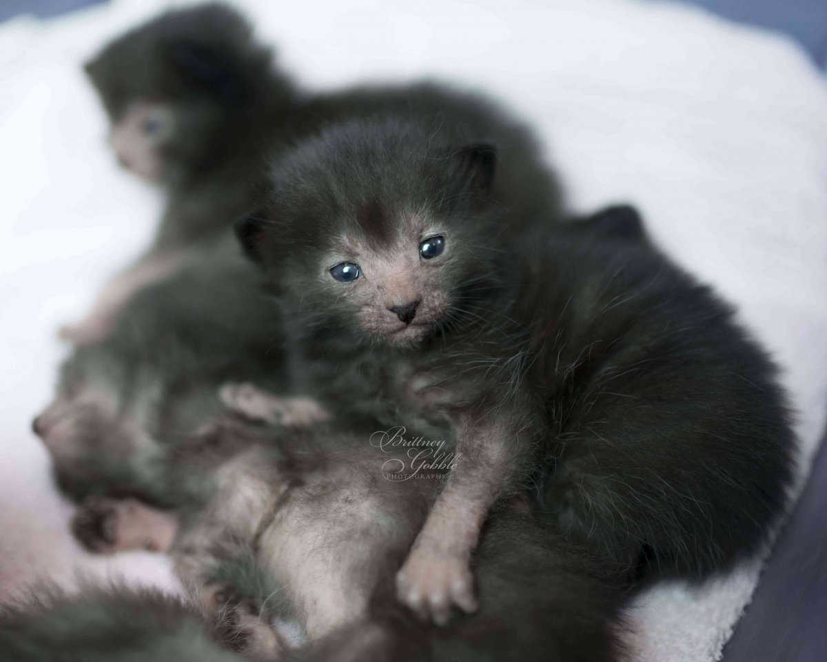 Порода Лобо - Ликой