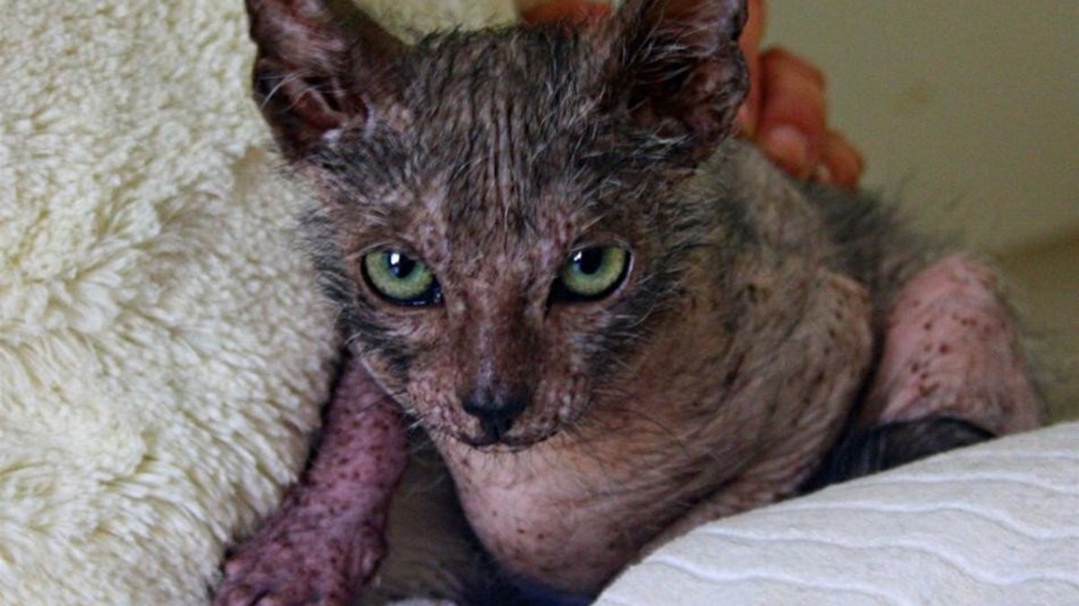 Волчья кошка