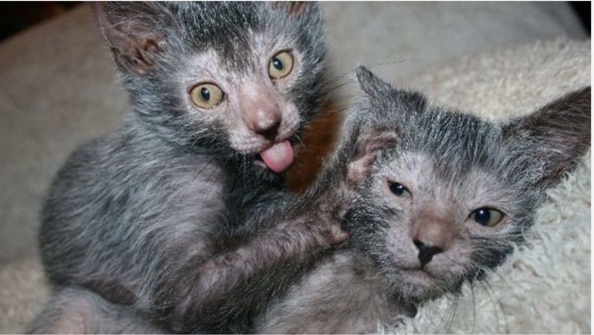 Легкой кот оборотень