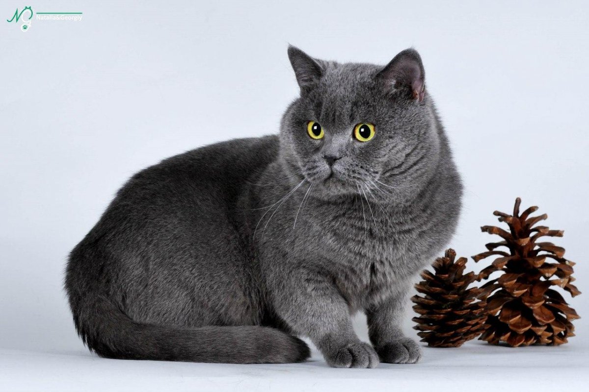 Скоттиш страйт