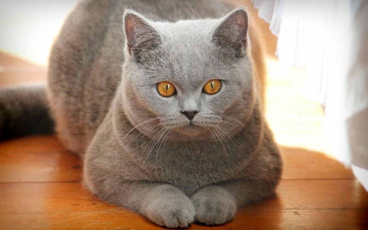 Британская короткошёрстная кошка