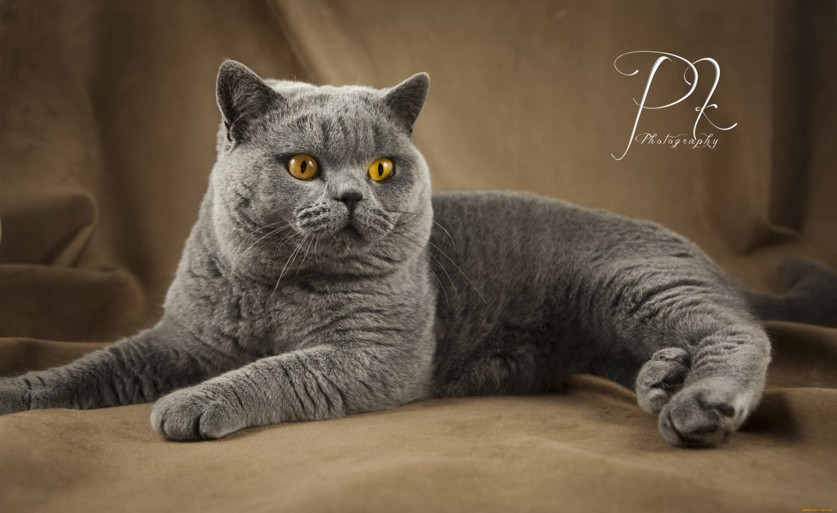 Британская прямоухая кошка