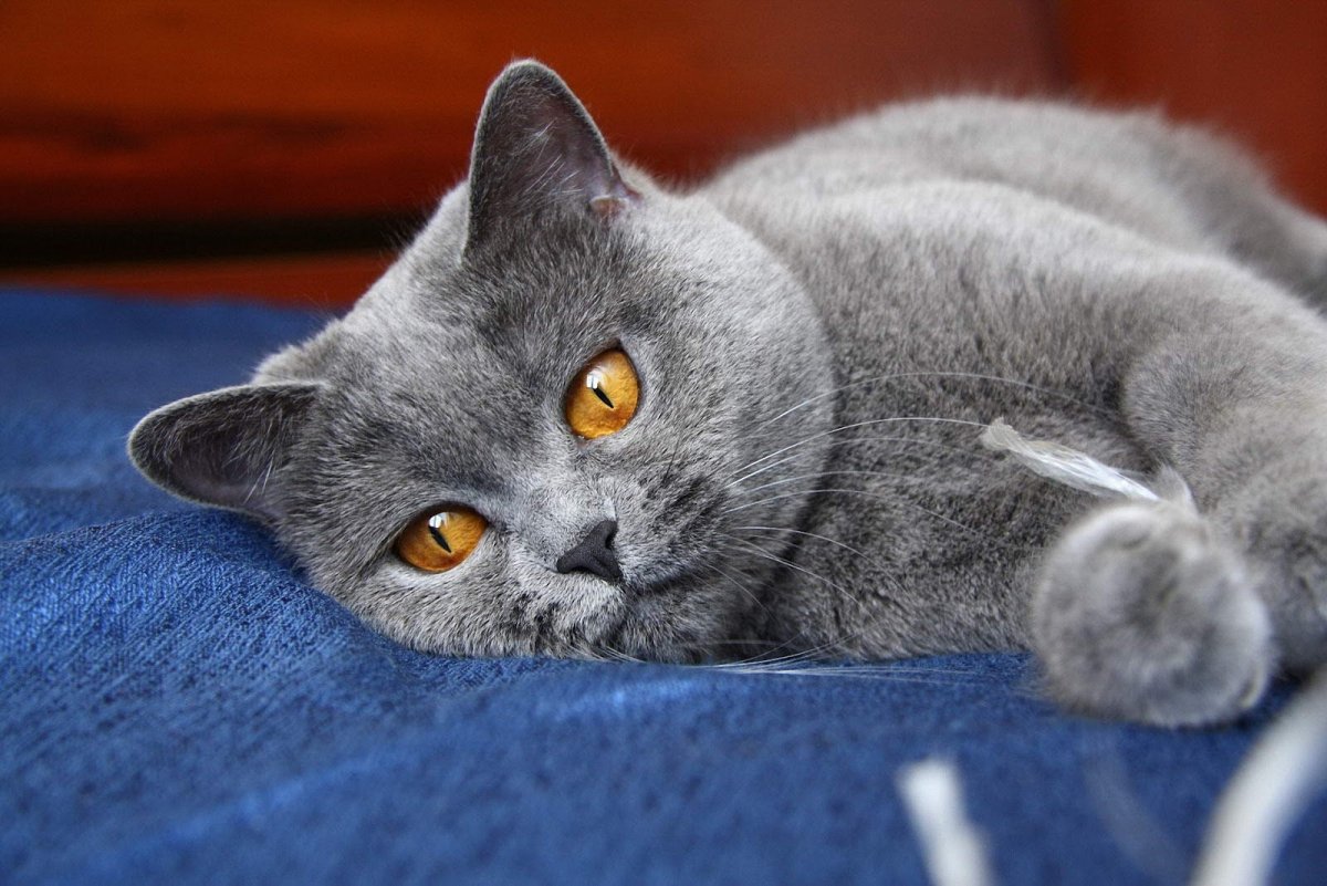 Британский короткошерстный кот серый