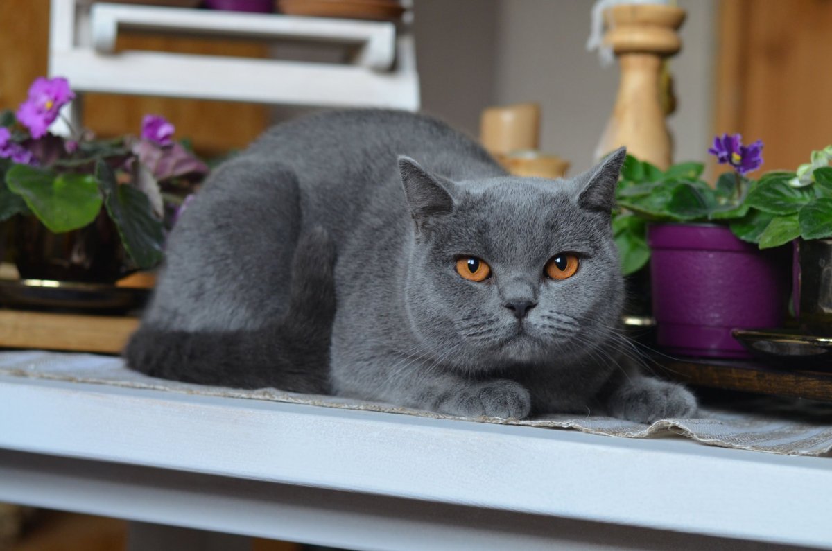 Британская кошка короткошерстная серая