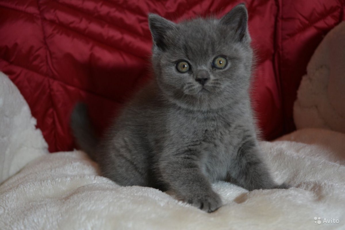 Фото на рабочий стол британские кошки