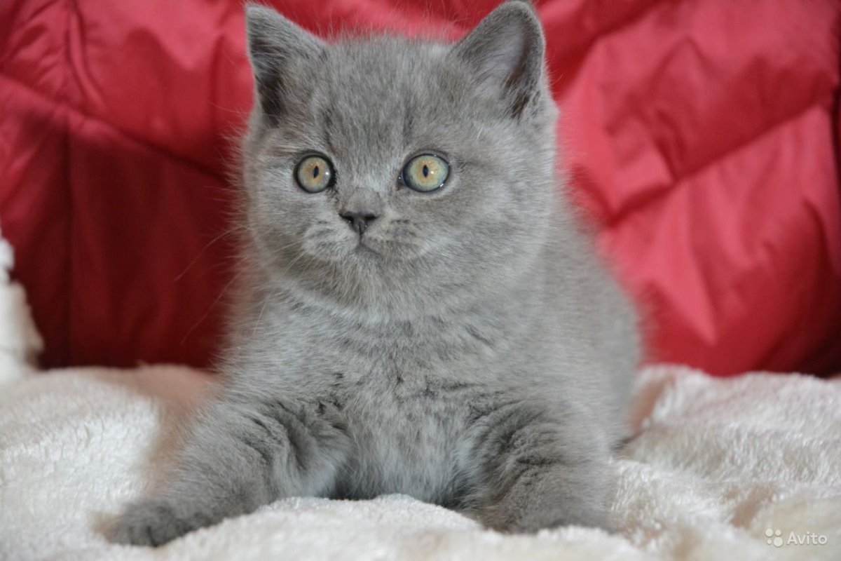 Британская кошка самка