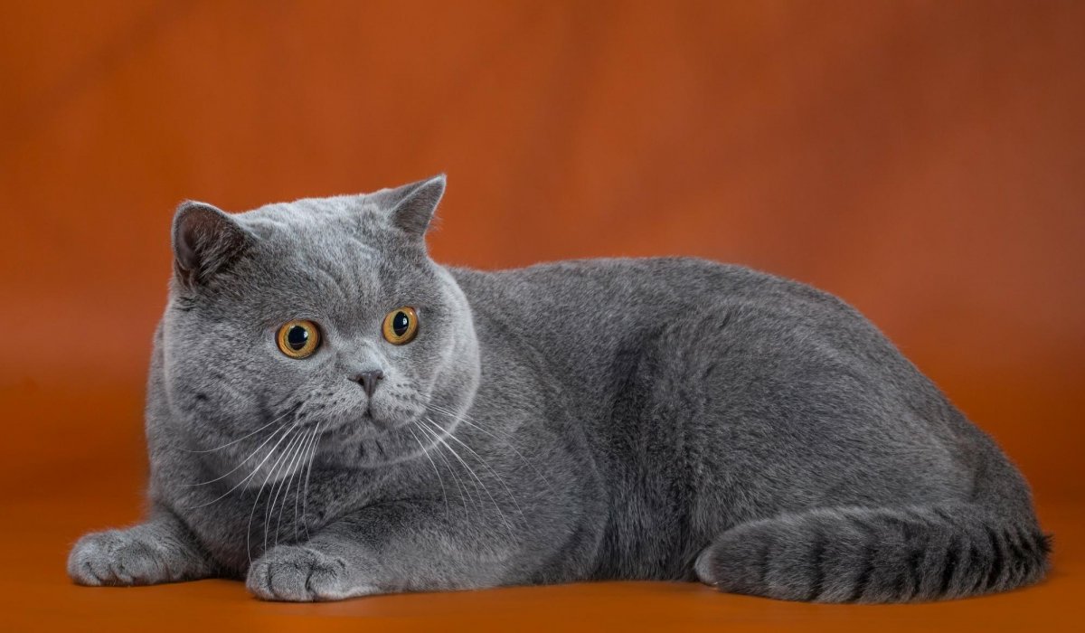 Котята породы британец