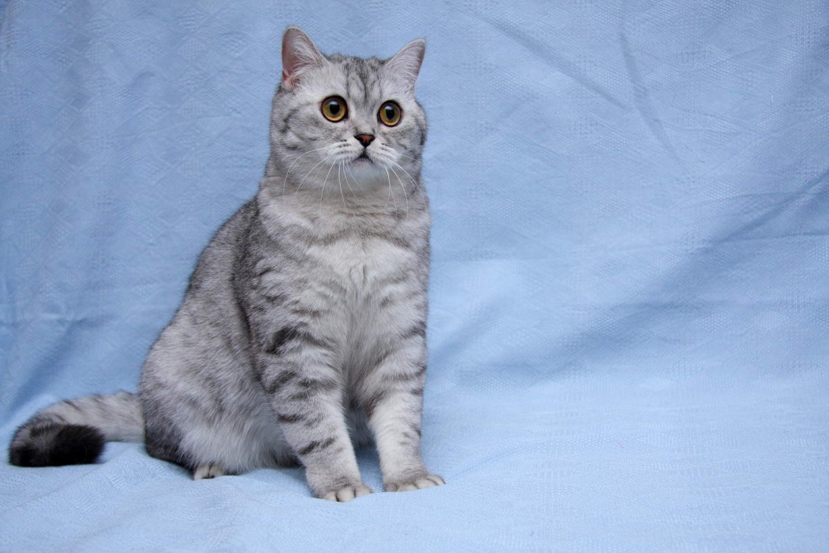 Британская короткошёрстная кошка