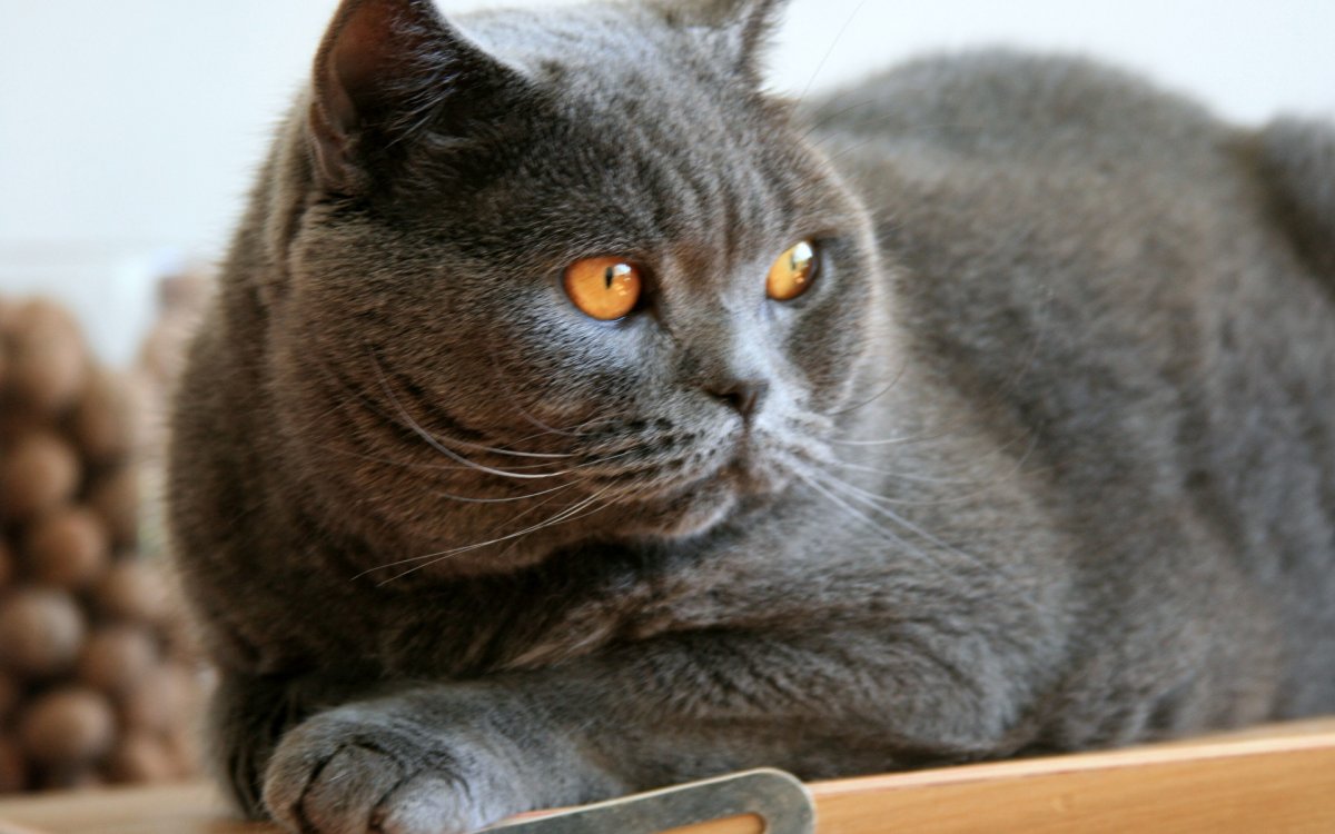 Шотландская прямоухая короткошерстная скоттиш-страйт