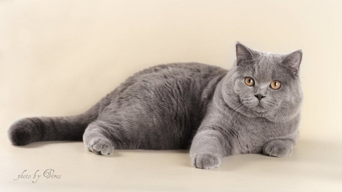 Британская прямоухая короткошерстная