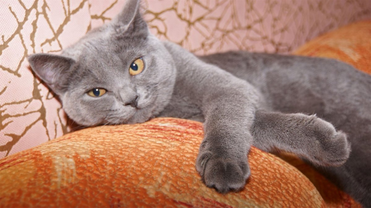 Шотландская прямоухая серая