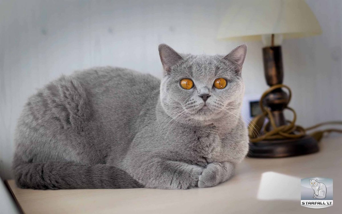 Британская кошка девочка