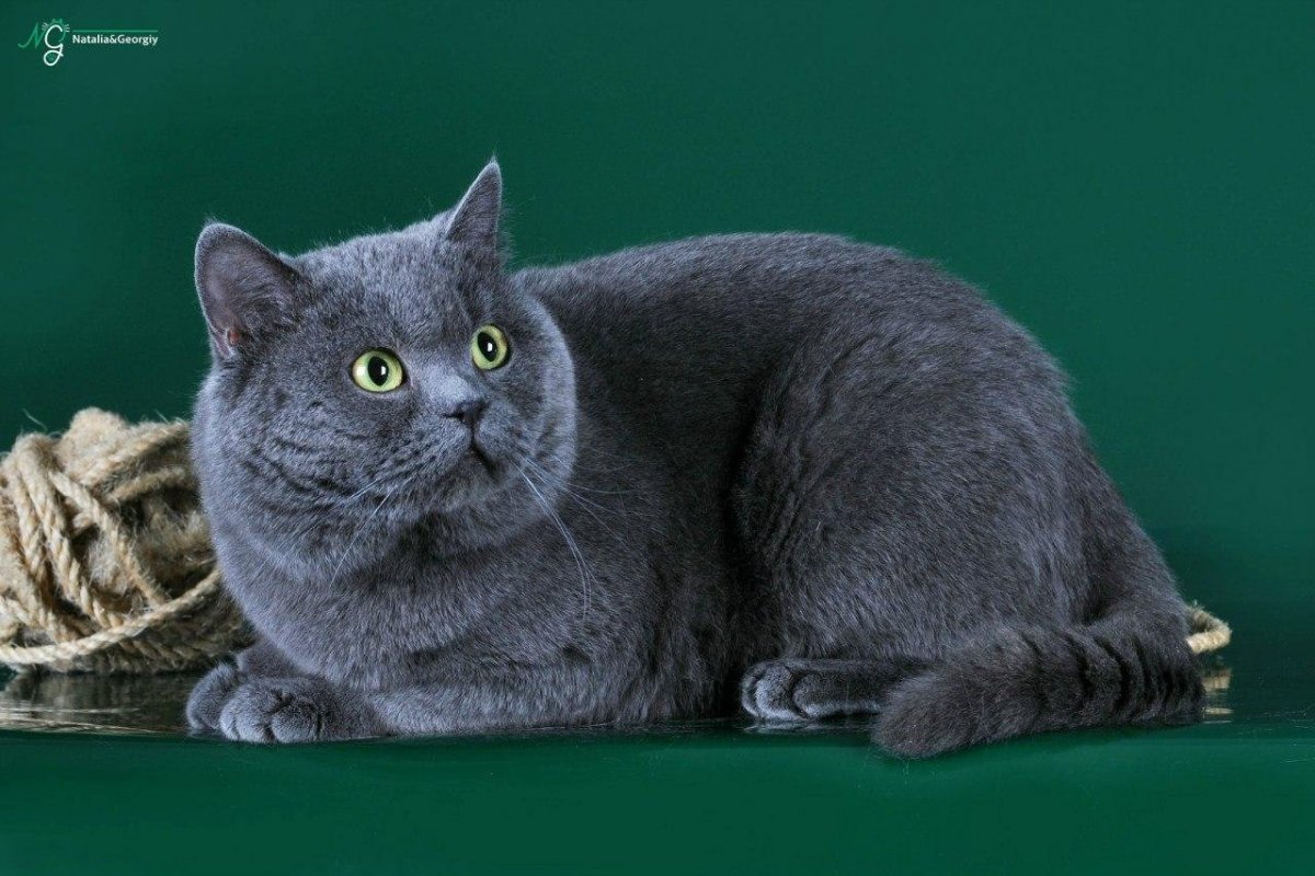 Голубой британец кот
