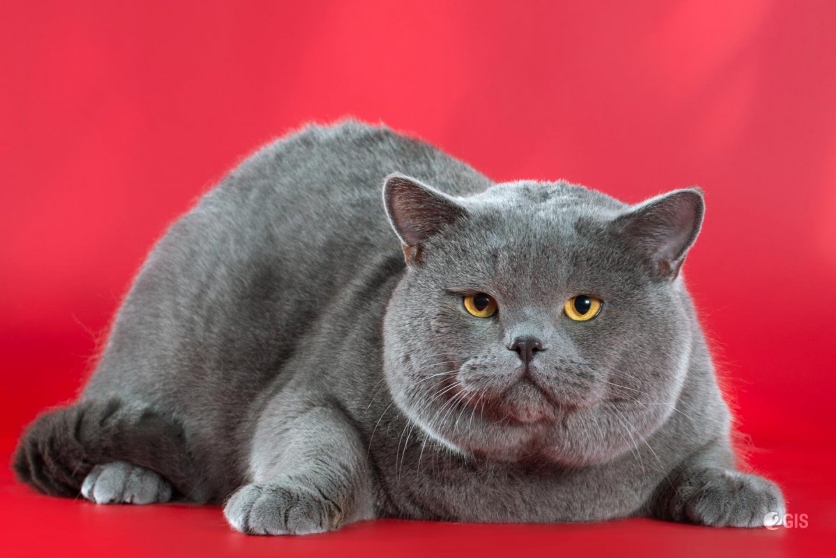 Британский короткошерстный кот полосатый