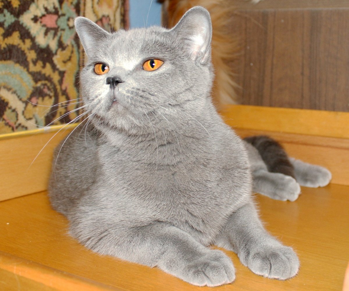 Шотландская голубая кошка прямоухая