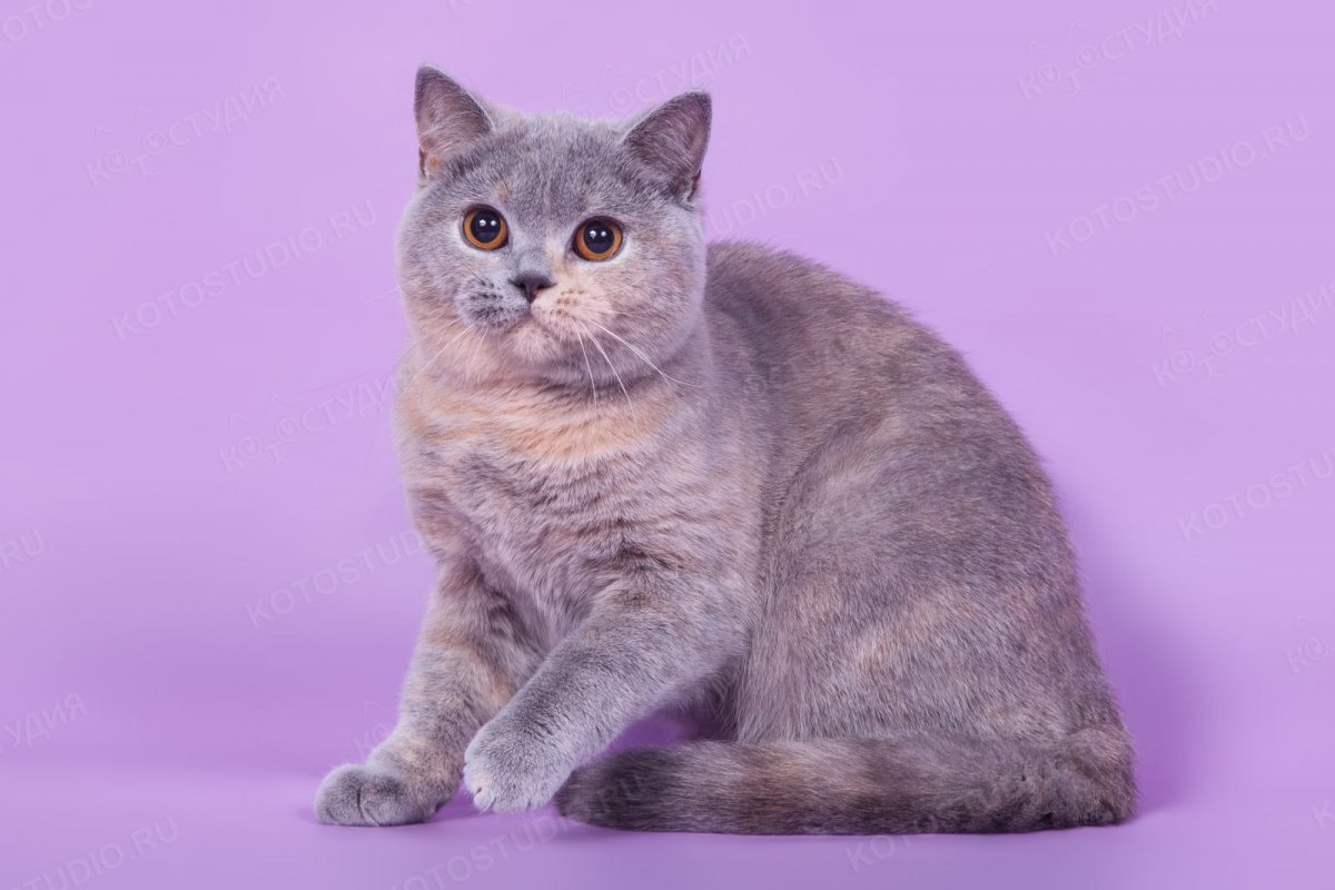 Ританская короткошёрстная кошка