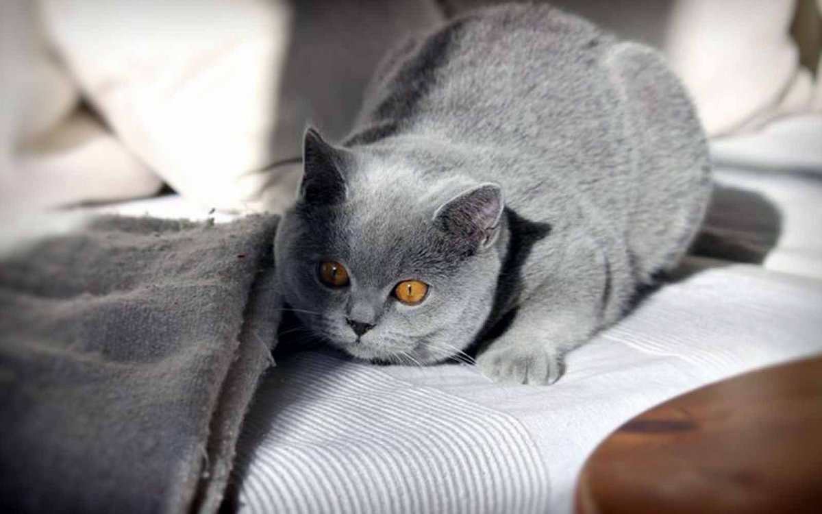 Британская короткошёрстная кошка