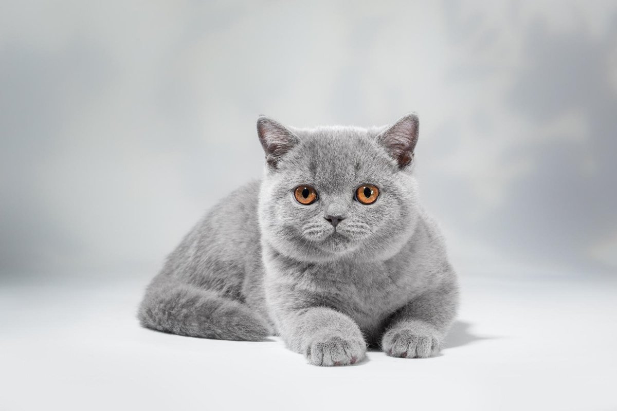 Кот британец без шерсти