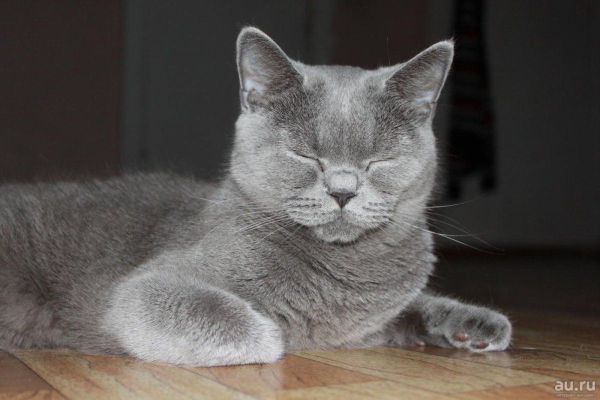 Шотландская прямоухая кошка британка