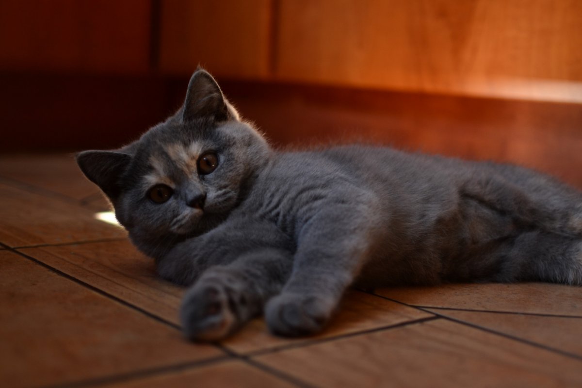 Мартин кот британец