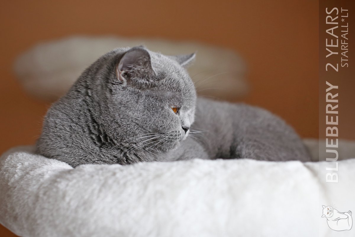 Британская кошка короткошерстная серая