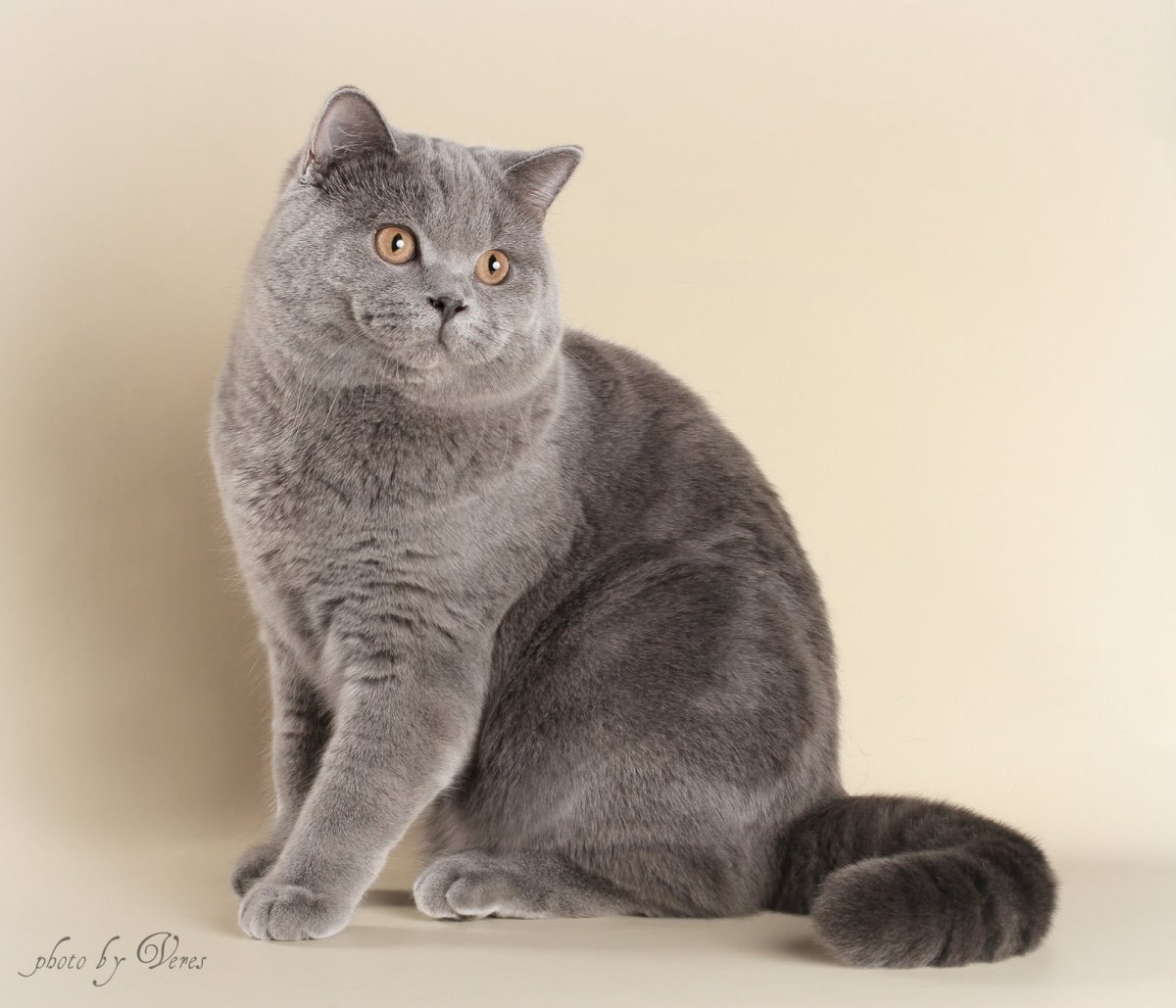 Шотландская голубая кошка прямоухая