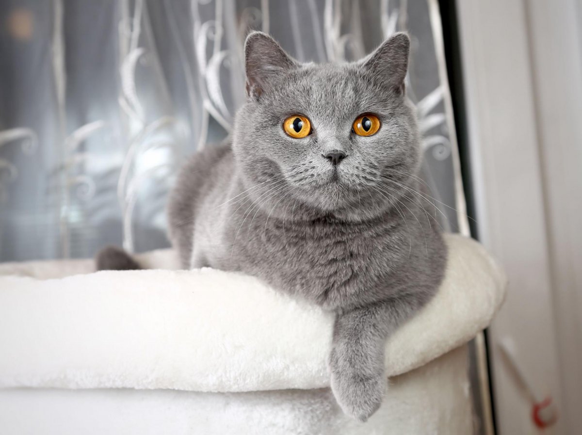 Британская короткошёрстная кошка прямоухая