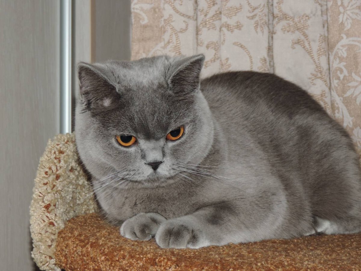 Британская кошка прямоухая серая