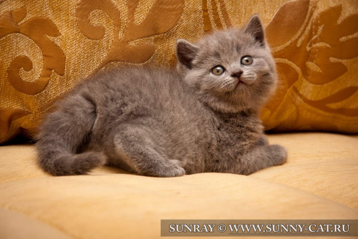 Британская короткошерстная