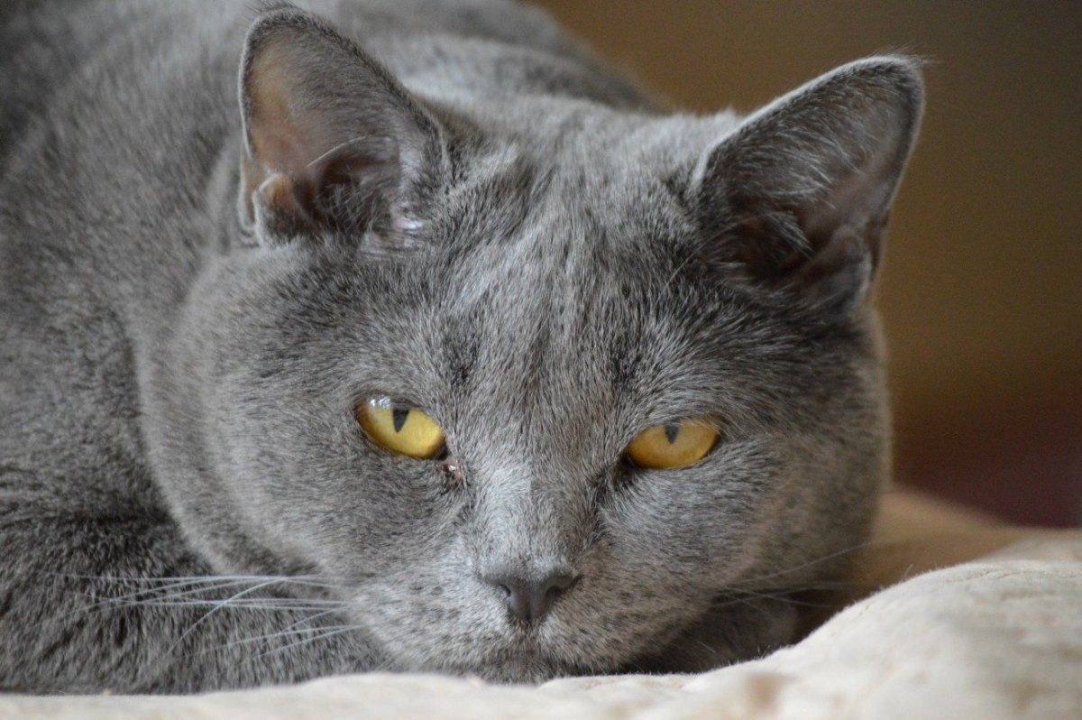 Британский короткошерстный кот серый