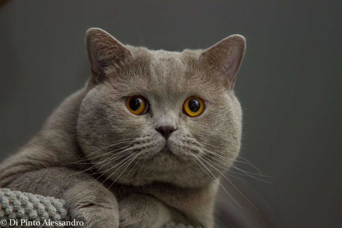 Коты серые британцы