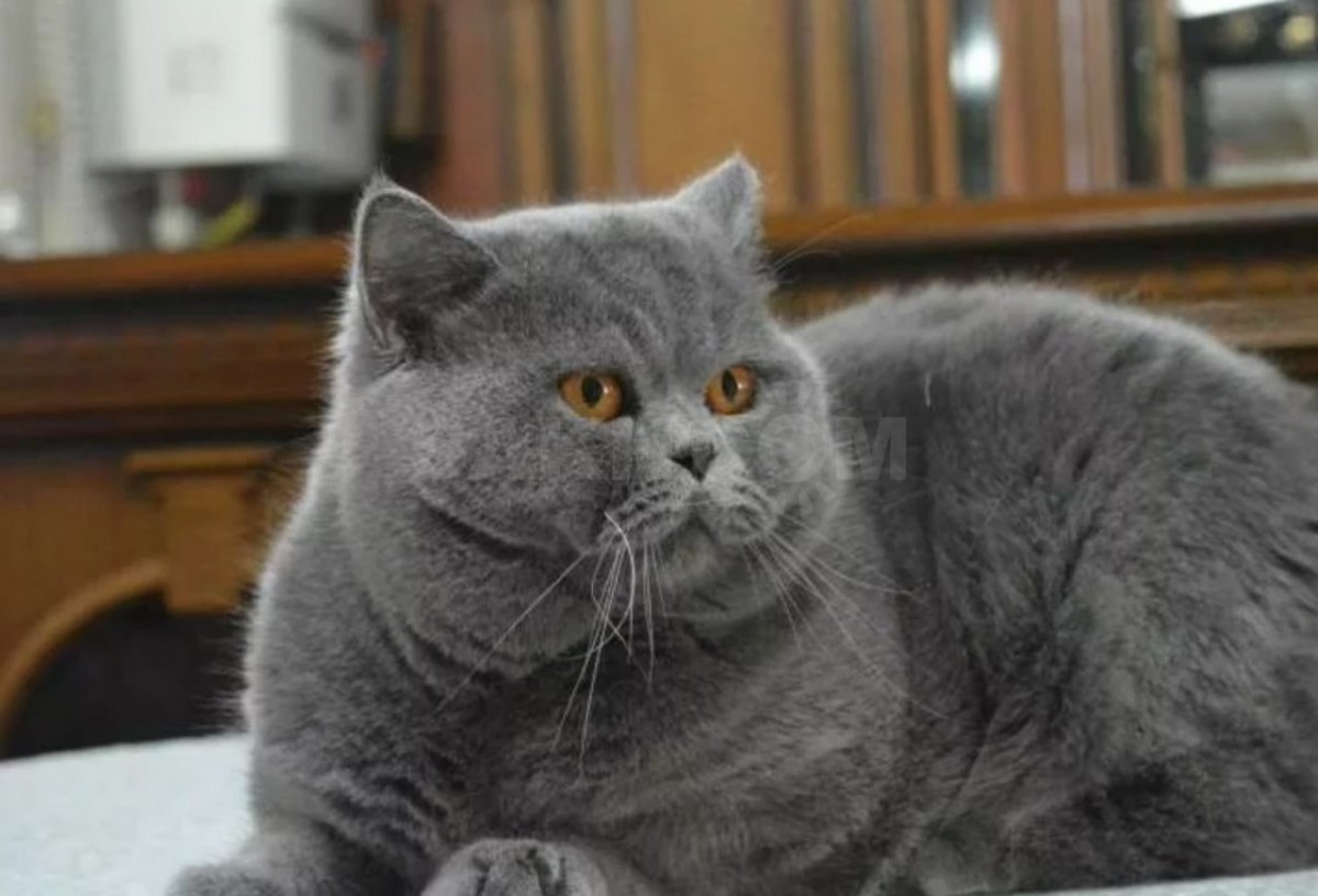 Кот породы британец