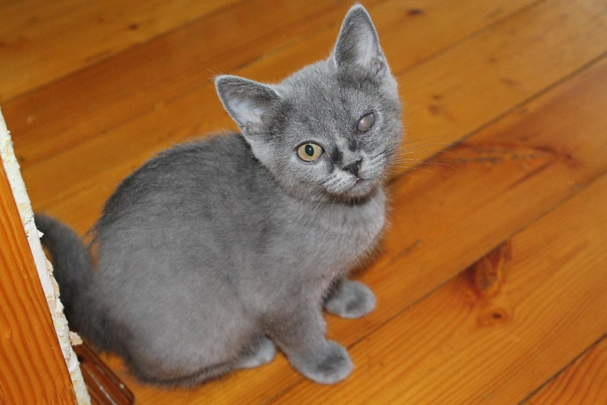 Шотландская прямоухая короткошерстная