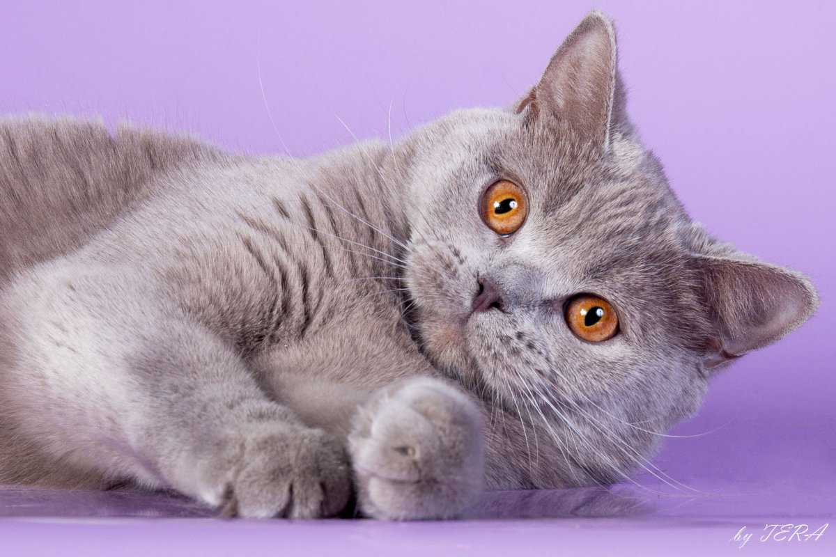 Кошка Scottish straight