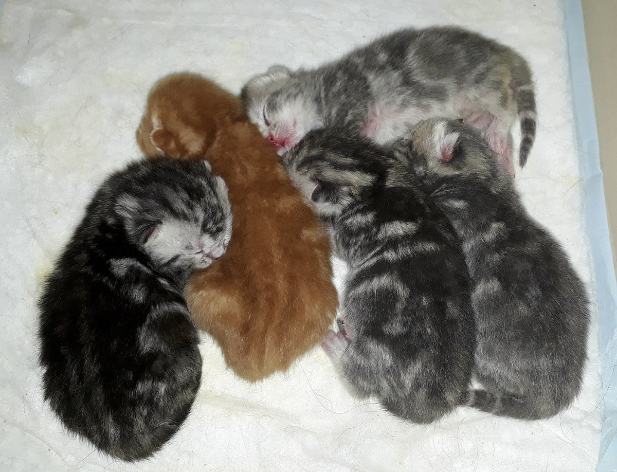 Вислоухие котята только родившиеся