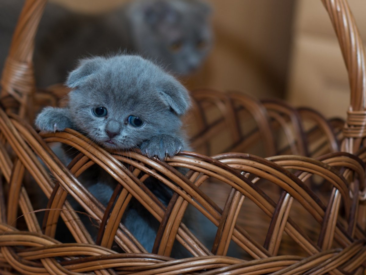 Новорожденные котята скоттиш фолд