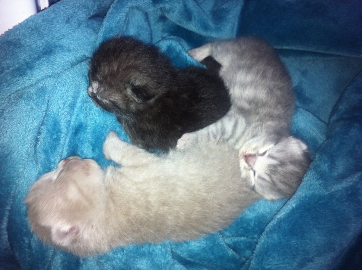 Вислоухая кошка котенок