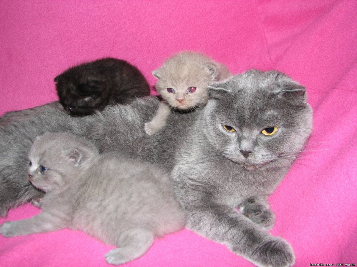 Голубые вислоухие котята Полукровки