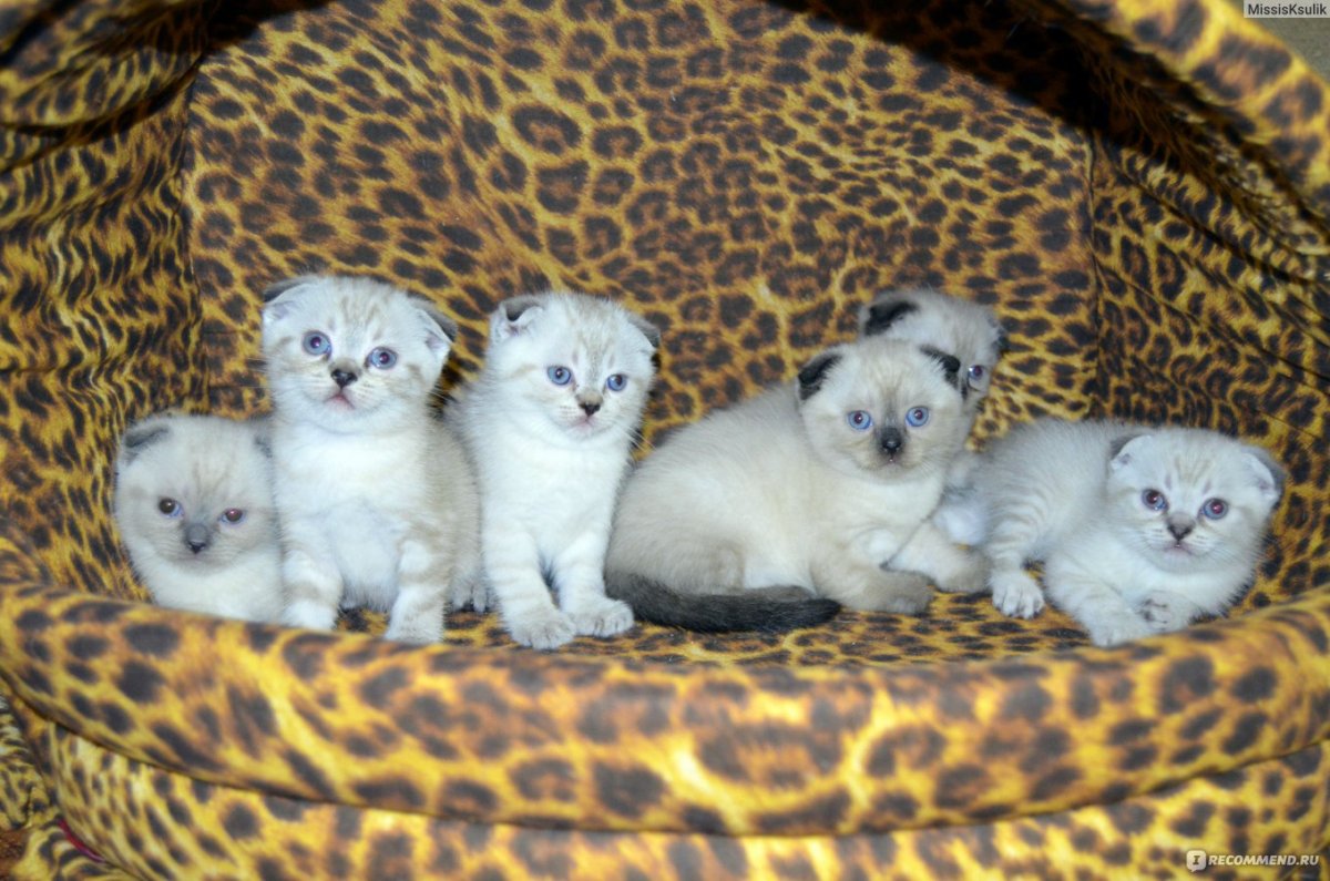Как выглядят маленькие вислоухие котята