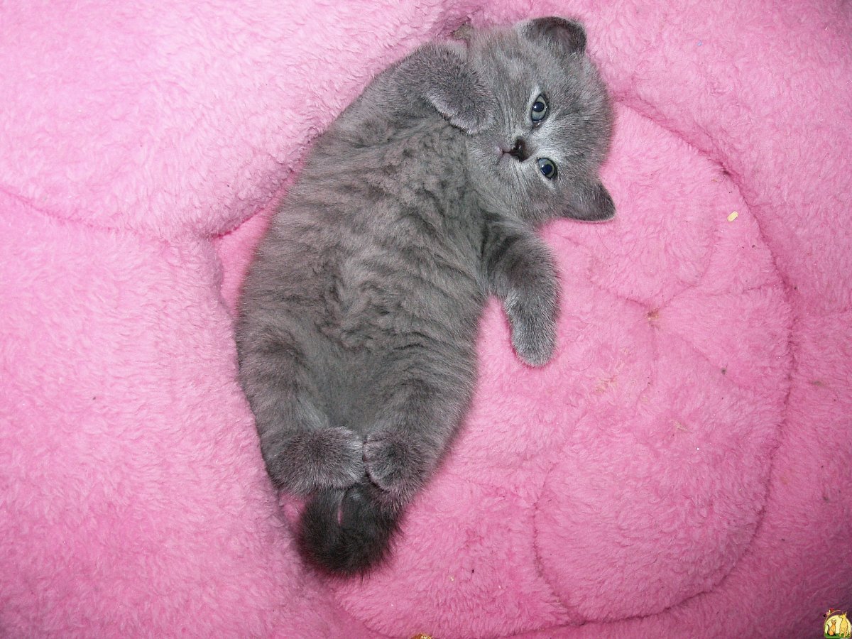 Коты русские голубые вислоухие