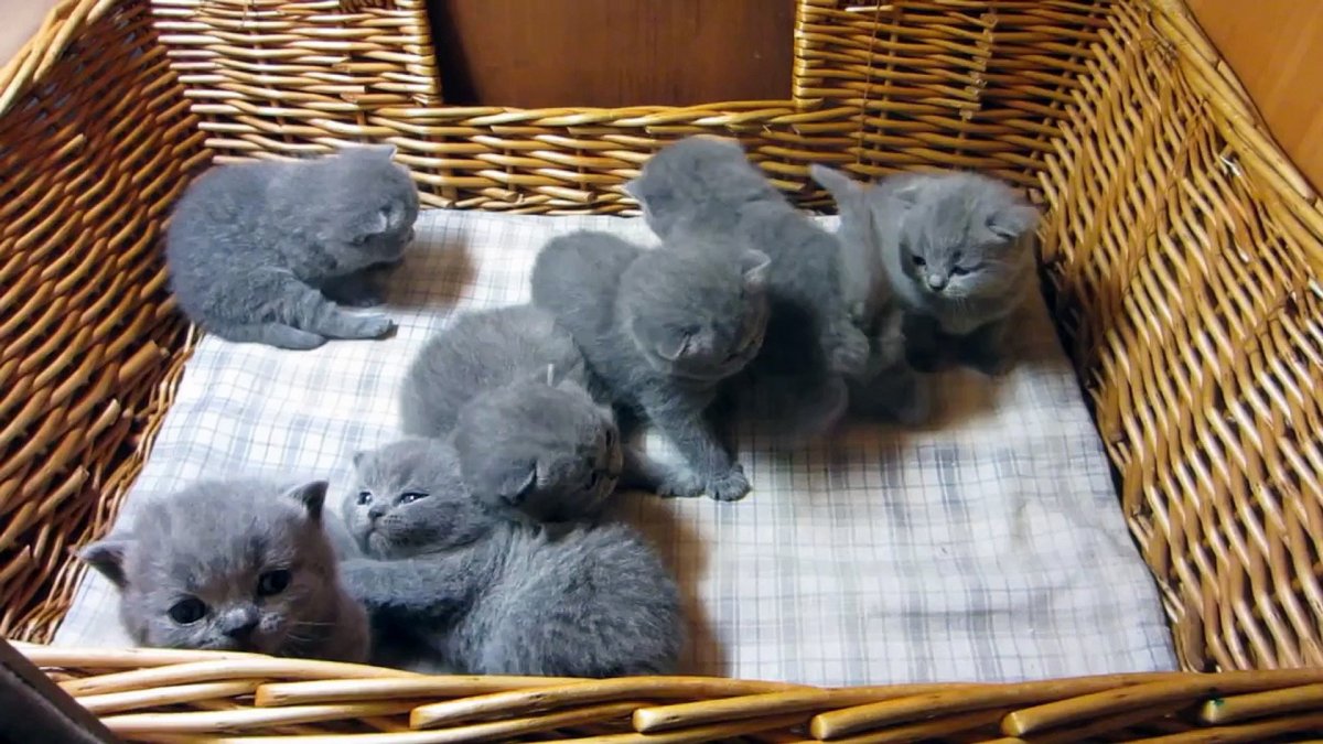 Кошачьи имена для девочек шотландцев прямоухая