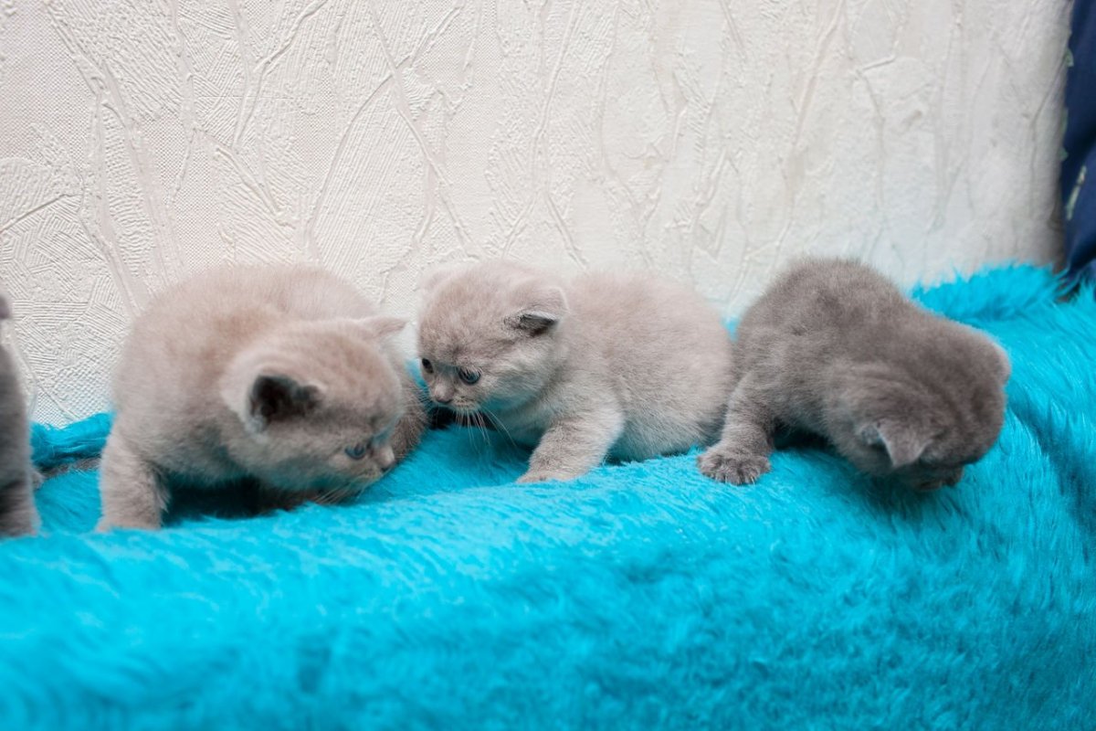 Новорожденные прямоухие и вислоухие котята