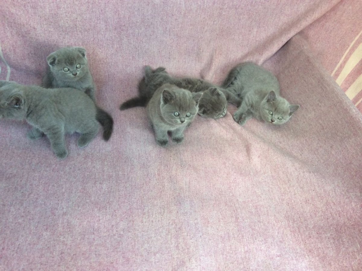 Котята комочки вислоухие