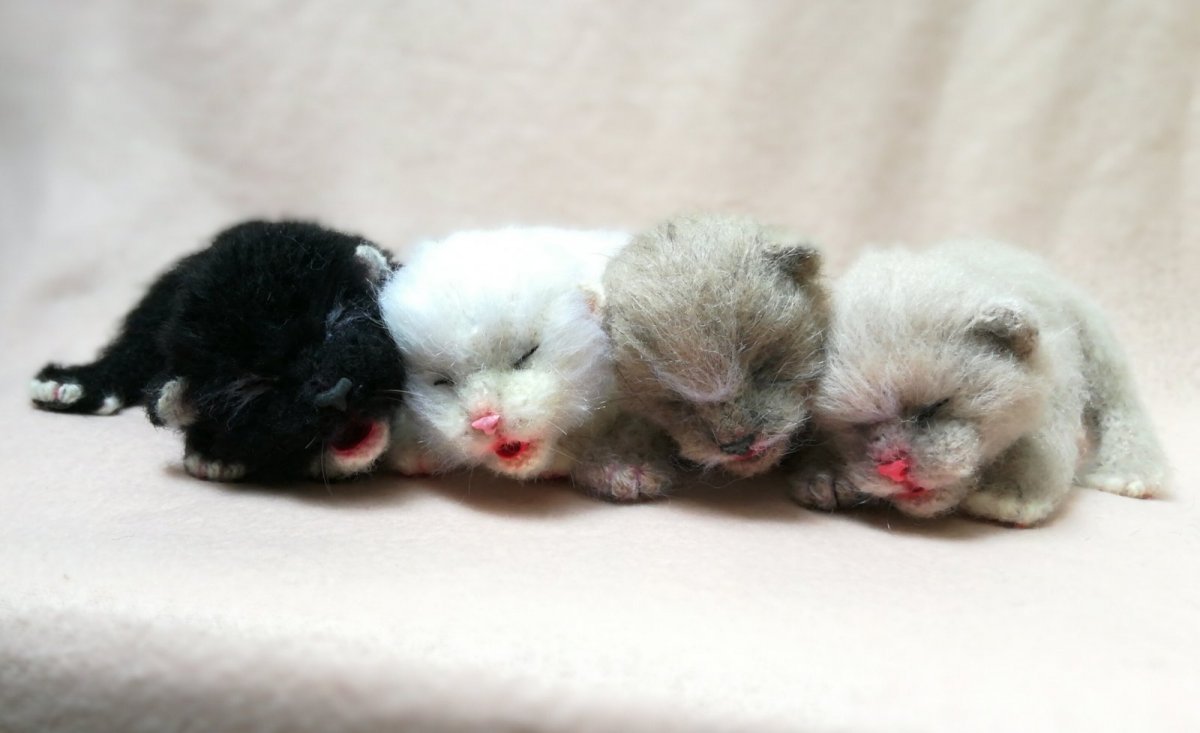 Новорожденные котята британцы вислоухие