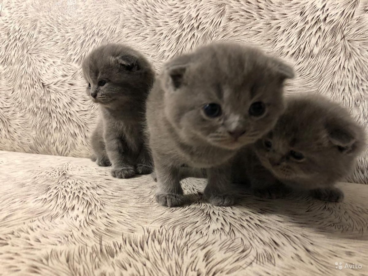 Шотландская вислоухая кошка милая